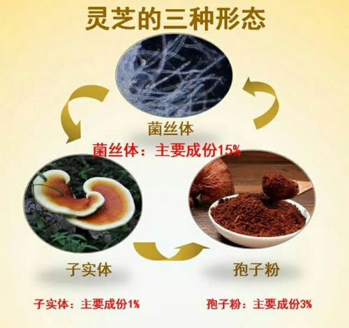 灵芝菌丝体是什么,你知道吗?