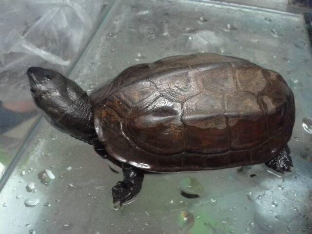 这个乌龟是什么品种?谢谢帮忙.