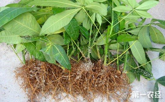 发财树繁殖方法