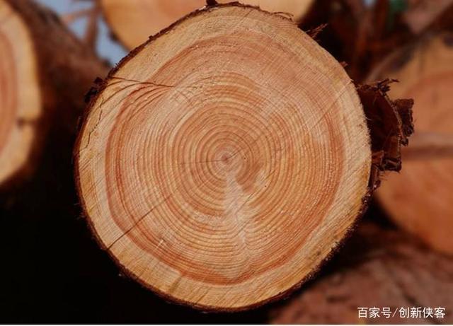 挑选好的实木乌檀木菜板 是未来80后90后的选择