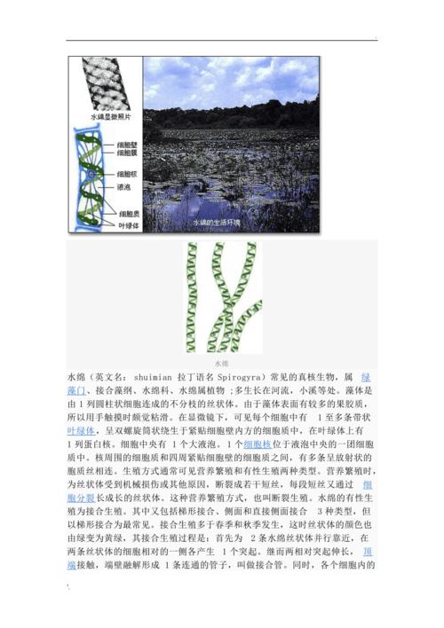 水绵的结构图