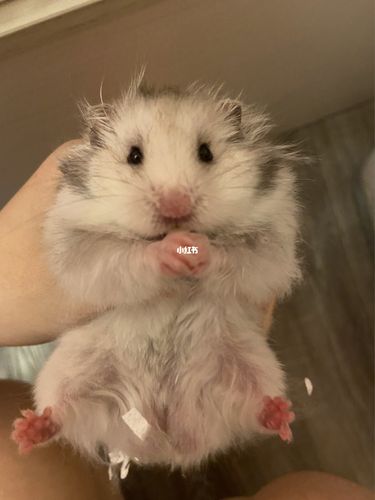 长毛金丝熊_金丝熊_长毛金丝熊_宠物_宠物其他