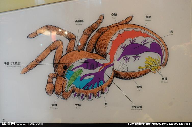 蜘蛛身体结构图图片