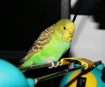 虎皮鹦鹉的叫声是什么意思