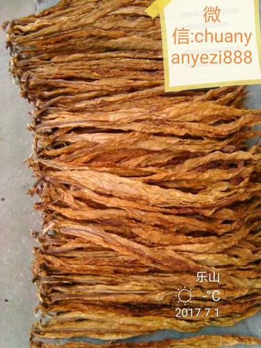 产地直销犍为私卷叶子烟雪茄送长辈亲戚朋友的吗?