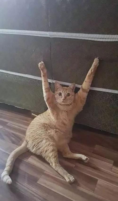 橘猫犯二挠沙发被勾住了举起手一脸无辜的向主人求救