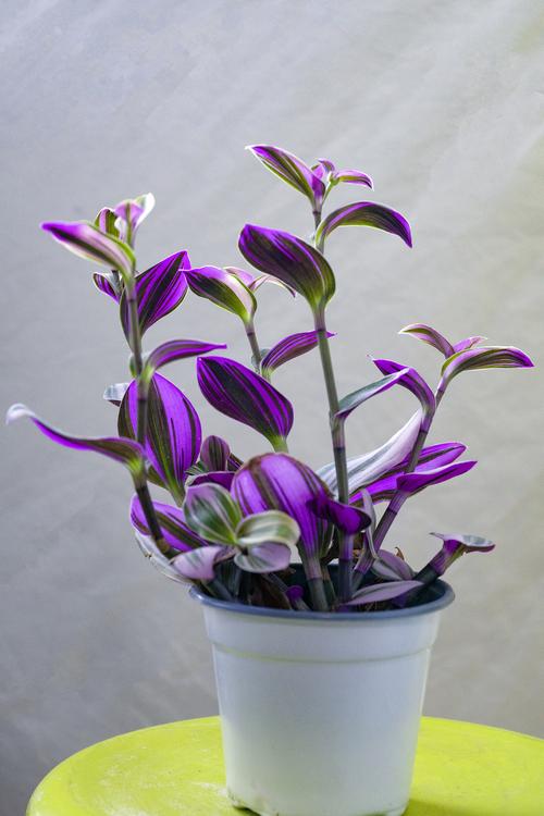 【首发】吊竹梅开花了