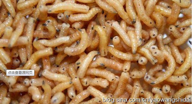 7.20虫类药的妙用,药王门的植物园