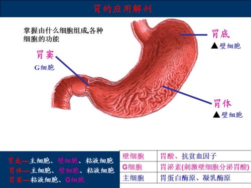胃十二指肠疾病ppt