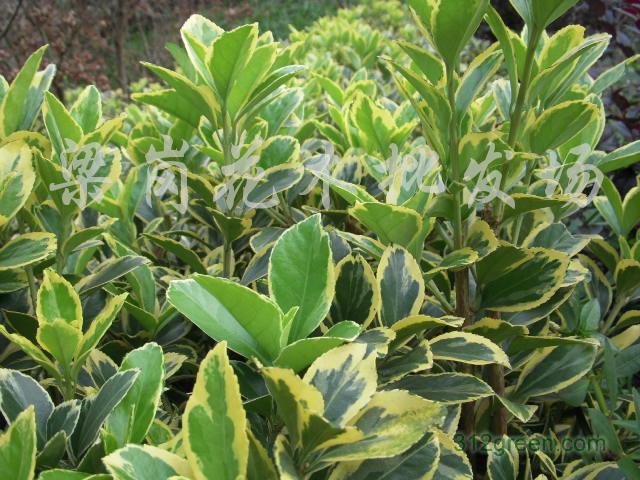 野生万年青树图片