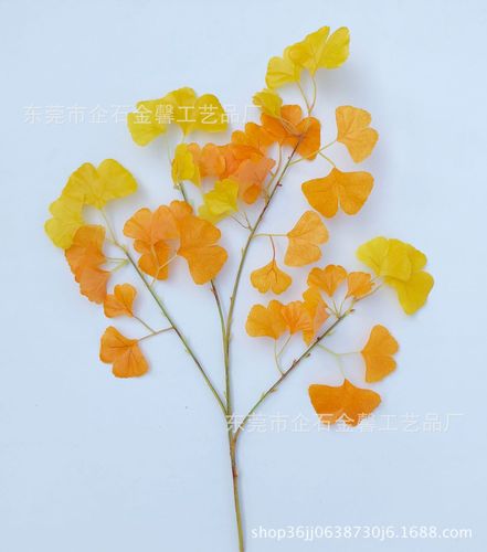 仿真银杏 银杏树枝 手感幸运草工程插树 黄色银杏树叶冬季造景叶