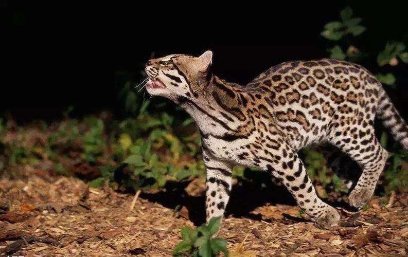 继金钱豹之后,六盘山再次惊现稀有野生萌物!保证你头