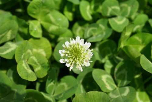 多年生植物的根一般比较粗壮,有的