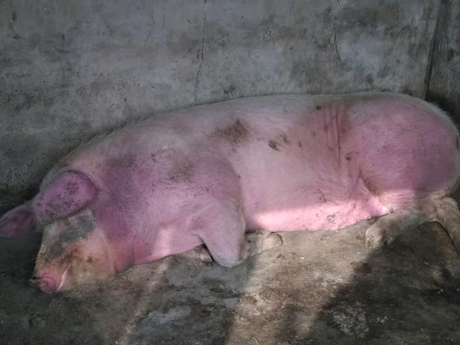 育肥猪  发病头数: 5头  体温: 41°c  症状描述: 猪耳,身上发红,高热