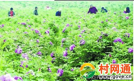热点资讯 正文          淅川县香花镇万亩玫瑰种植基地,一朵朵玫瑰花