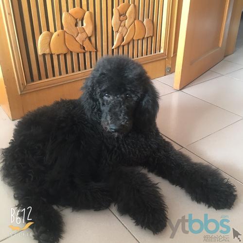 六个月黑色巨贵找新主人.