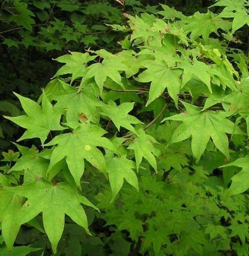 鸡爪槭(槭树科)