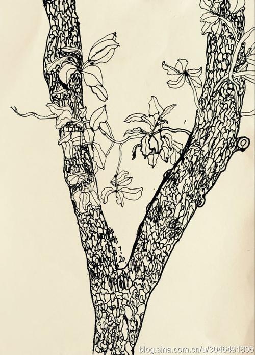 【暑假线描班】室外树木局部写生