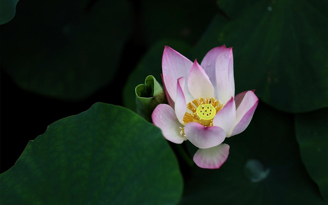 唯美好看的荷花高清电脑桌面壁纸图片