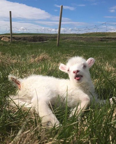 今日份治愈系羊咩咩 - 堆糖,美图壁纸兴趣社区