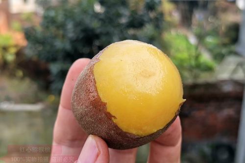 新西兰佳沛阳光金果g3藤条栽植进行运行方式