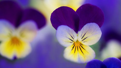 紫罗兰微距摄影,花瓣,花 iphone 壁纸