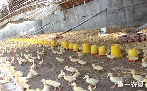 肉鸭的温室大棚养殖技术要点