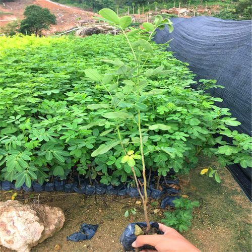 苗圃出售黄花槐 广东黄槐 黄花槐树苗价格 今日行情