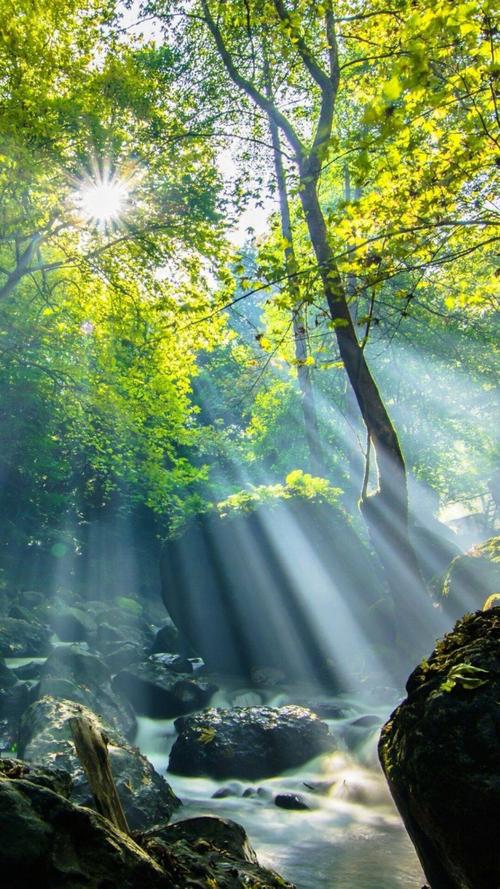 唯美森林清晨阳光