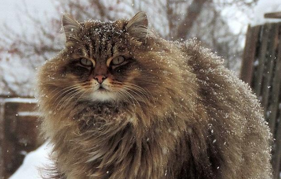 长毛蓝猫是什么品种 长毛蓝猫不只是一种猫你知道吧!