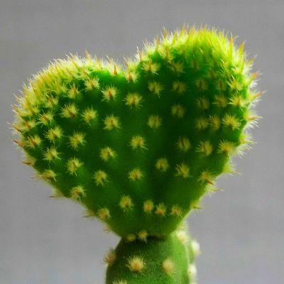 花草植物的微信头像图片大全