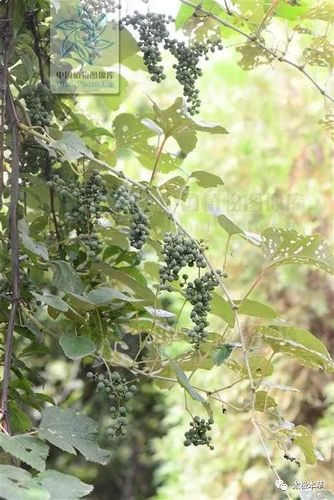 野葡萄,见过吗?根皮舒筋活血;叶用于外伤出血