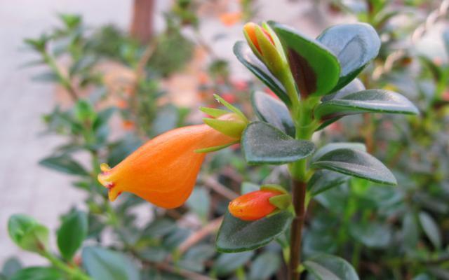 秋天孕育花苞,为冬季开花做准备,春秋要把金鱼吊兰放在光照充足的地方