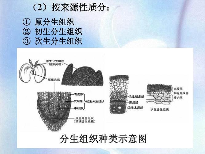 文档网 所有分类 高等教育 理学 植物学教学课件3--植物组织ppt  植物