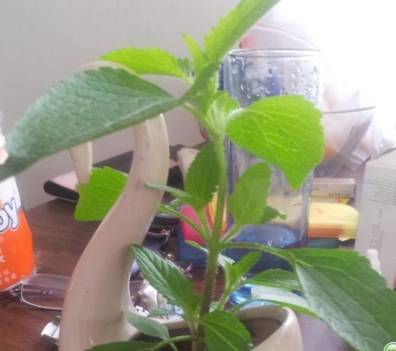 什么植物来的,叶子都是毛茸茸的,气味很大,臭草味.