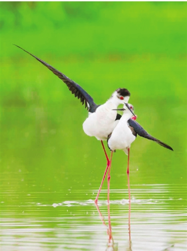 两只黑翅长脚鹬依偎在一起,它们在跳探戈吗?豪情万丈 摄