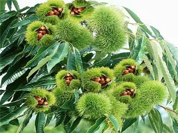 大红袍板栗苗 嫁接苗 1.5~2米