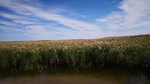 一望无际的芦苇荡.