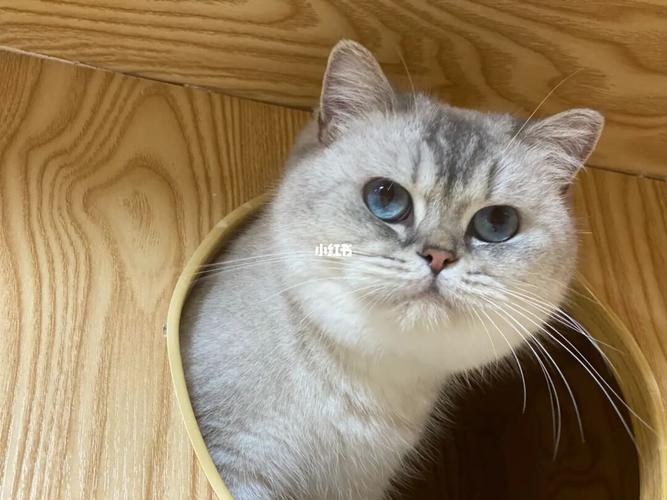 朋友说它是25重点色银点,但我看咋越来越像山猫纹英短[doge][doge]