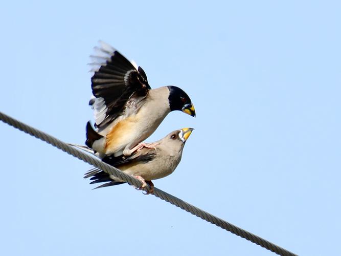 一对黑尾蜡嘴雀