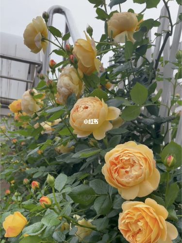 想拥有一面花墙只需要一棵藤本月季黄金庆典_黄金_月季_秘密花园_粉丝