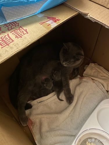 分享猫咪胖丫生产全过程(蓝猫/首胎)破羊水开始长达20个小时