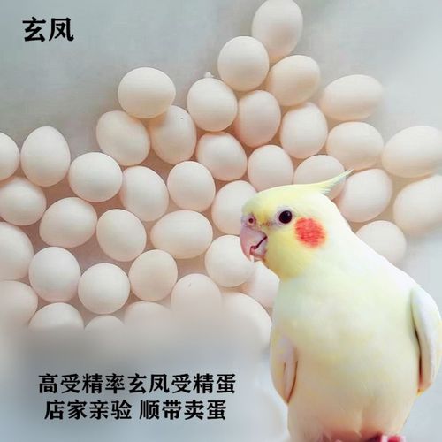 玄凤鹦鹉受精种蛋5枚,店铺开业特价