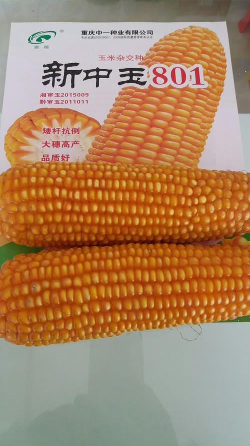 超级杂交玉米种---新中玉801