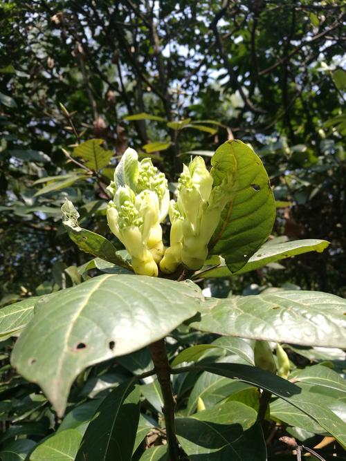 有好几种楠树,有金丝楠,润楠等.这些都是名贵树种,原来都在这里.