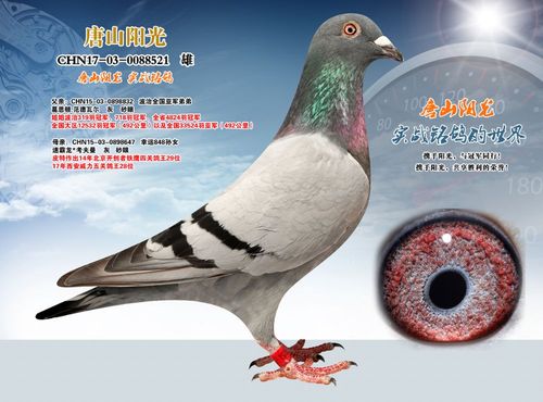 大图 性别: 雌    详细介绍: chn17-03-0088521    雄  盖比·奶酪