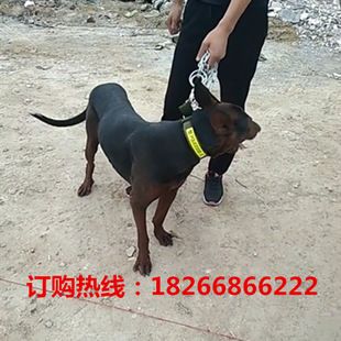 红狗图片_红狗图片大全 - 阿里巴巴海量精选高清图片