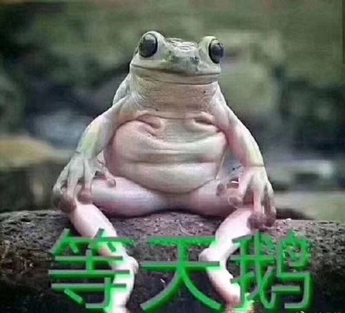 抖音小天鹅给个机会动态表情包图片大全分享 v1.