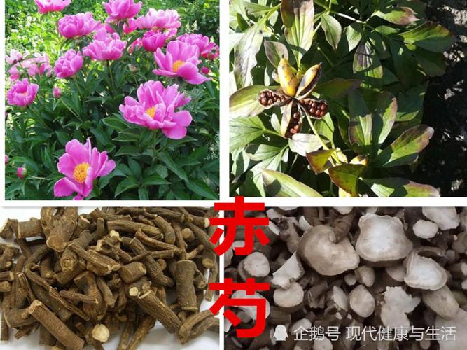 中医中药,赤芍的功效及应用
