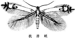 潜蛾科